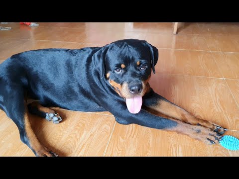 Video: Cách Nuôi Rottweiler