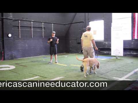 how-to-stop-a-leash-pulling-yellow-lab---america's-canine-educator