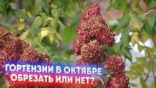 картинка: Гортензии в октябре - обрезать или нет?