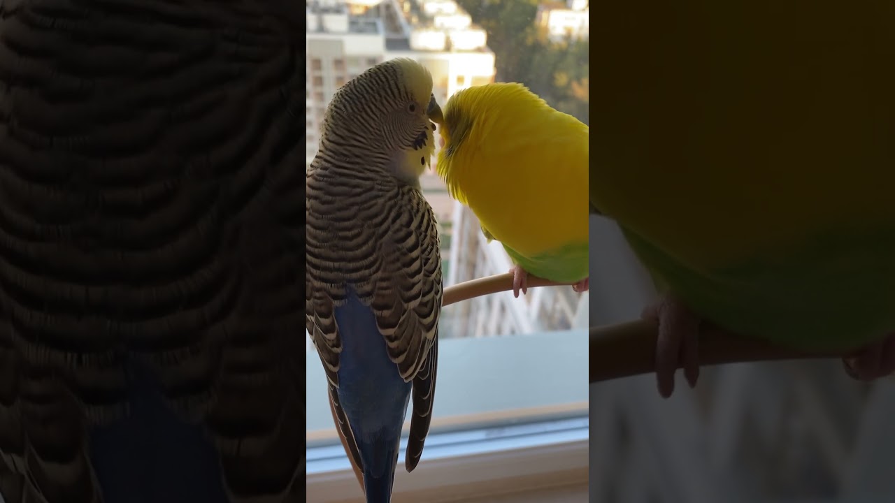 Relaxing 🐥💛🐥💙                             