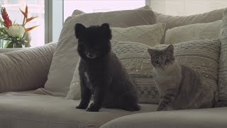 Care for your pet remotely with Petcube screenshot 1