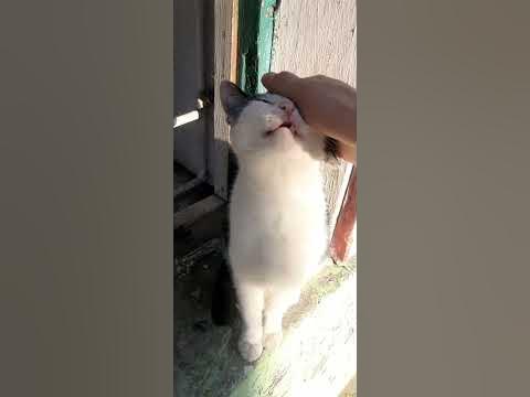 Милая мордочка у кота - YouTube