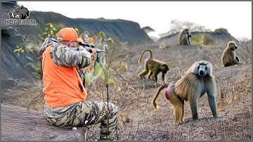 Baboons Are DESTROYING Farmlands in Namibia — What Hunters Are Doing Will Shock You! Hog Farm