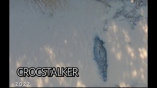 Large Crocodile - Maximus candidate