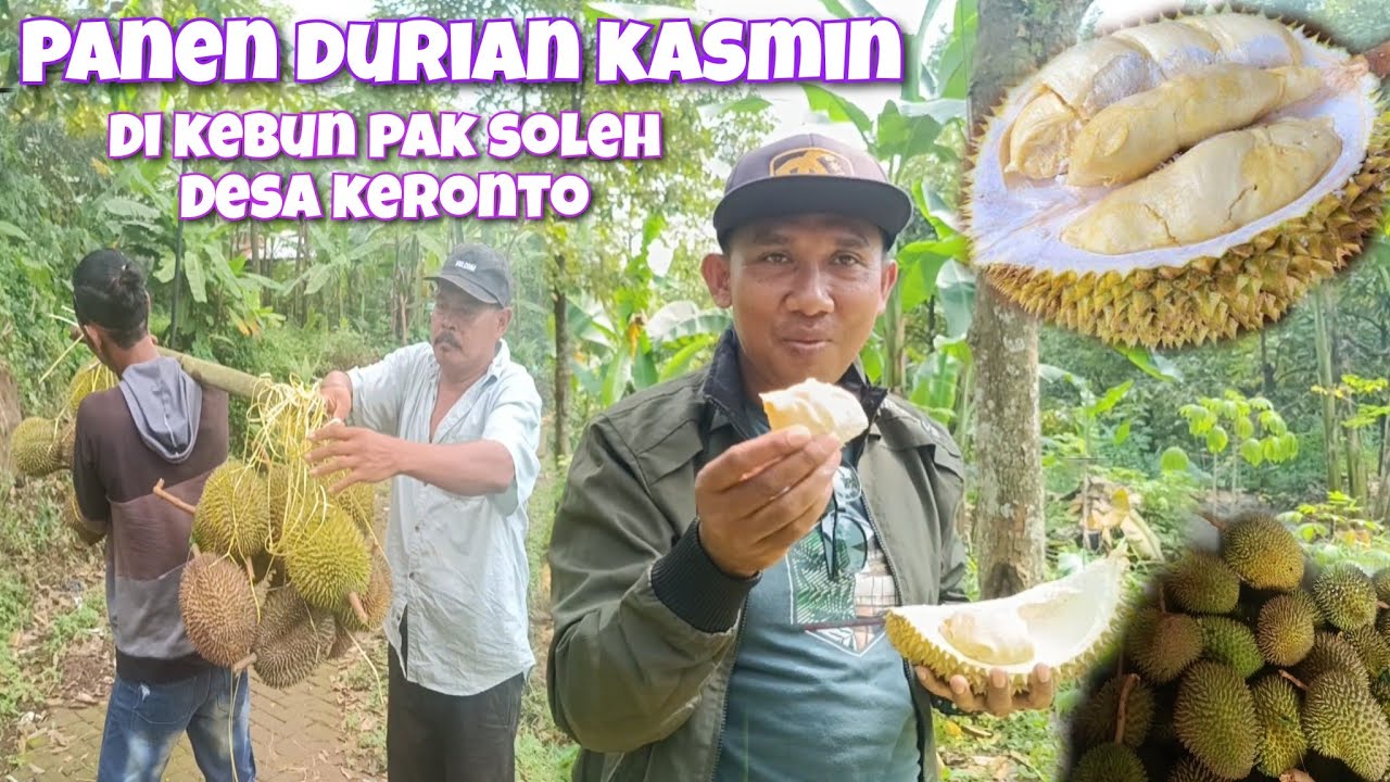 BELUSUKAN KE PETANI DURIAN KASMIN PAK SOLEH DESA KERONTO KEC LUMBANG KAB PASURUAN