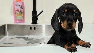 How do the puppies react to their first bath? | Mini Dachshunds