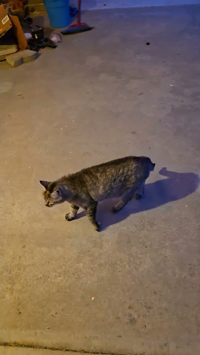 The fluffy orange kitty! #stray #straycat #orangecat #cat #catshorts #catvideos #cats #cutecat