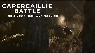 Capercaillie Battle || Scottish Highland Misty Morning