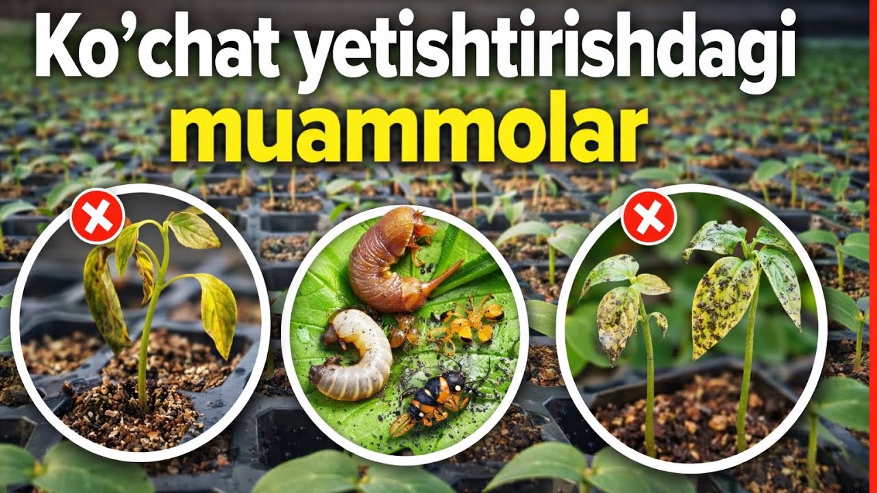 Ko’chat yetishtirishdagi muammolar
