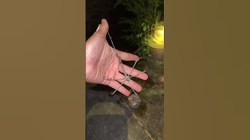 Câu cá lau kiếng ban đêm bằng lưỡi câu lục tự làm