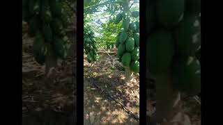 Unbelievable Fruit Quantity on Papaya Tree shorts youtubeshorts papaya agriculture farming