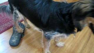 australian shepherd daschund