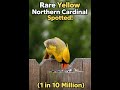 Rare Yellow Northern Cardinal Spotted!