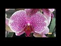Праздничный завоз орхидей в Оби 4 марта 2021 г. Дикие Коты  по 699 руб в микс !!! ))))