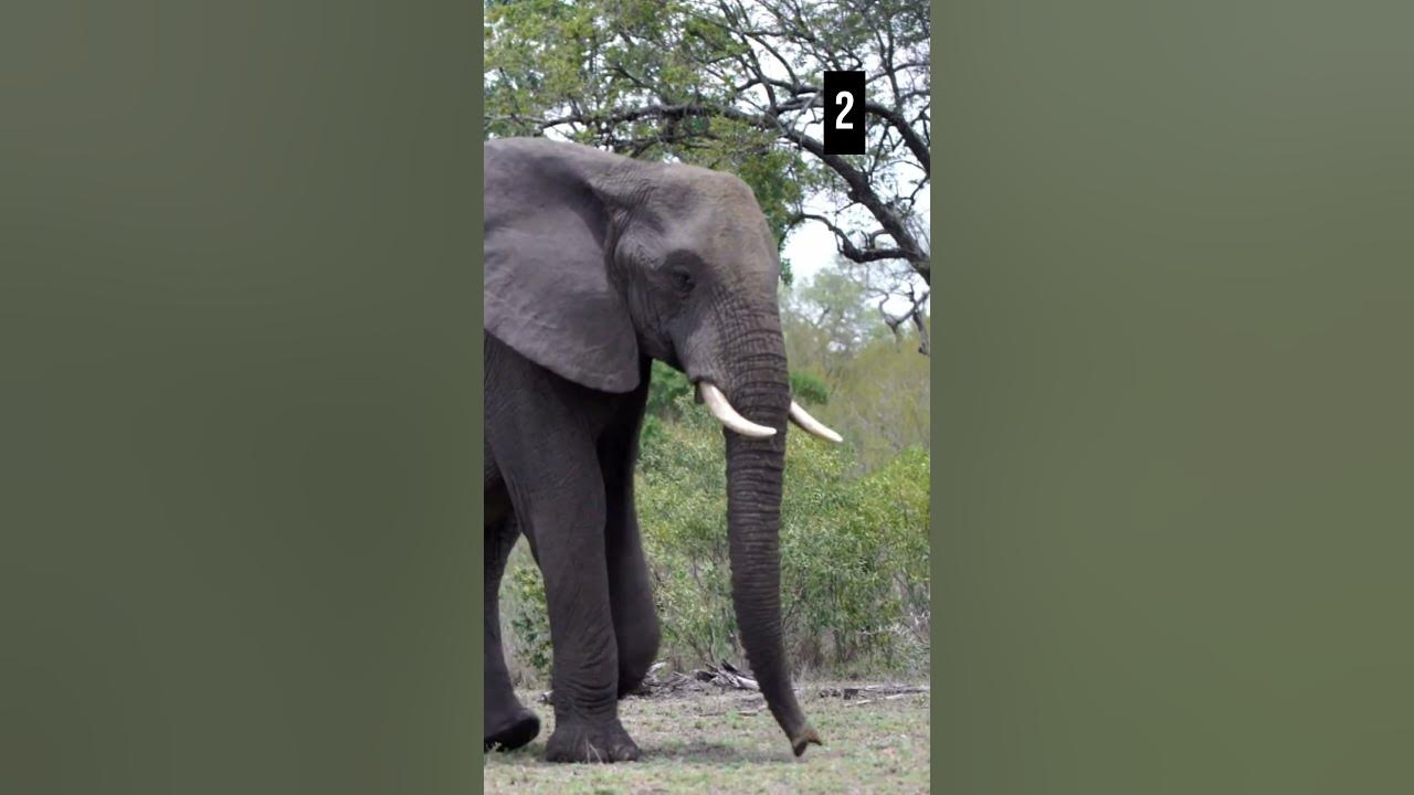 top-5-zoo-animals-youtube