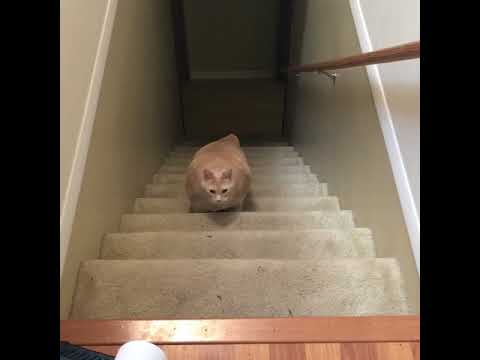 Bronson’s 1st trip up the stairs