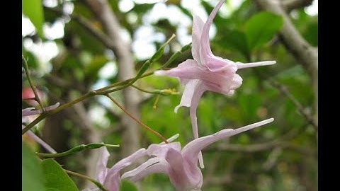 Dâm dương hoắc hỗ trợ tăng cường sinh lý - Bổ thận - Cách phân biệt dâm dương hoắc