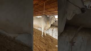 MashaAllah For sale 2 Dant | Cow Mandi in Karachi 2023 #shorts #videotube