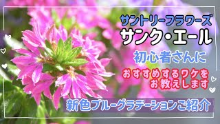 サンク エール サントリーフラワーズ 今年園芸を始めるなら まずはコレ抑えておいてください 絶対育てるべきお花 Youtube