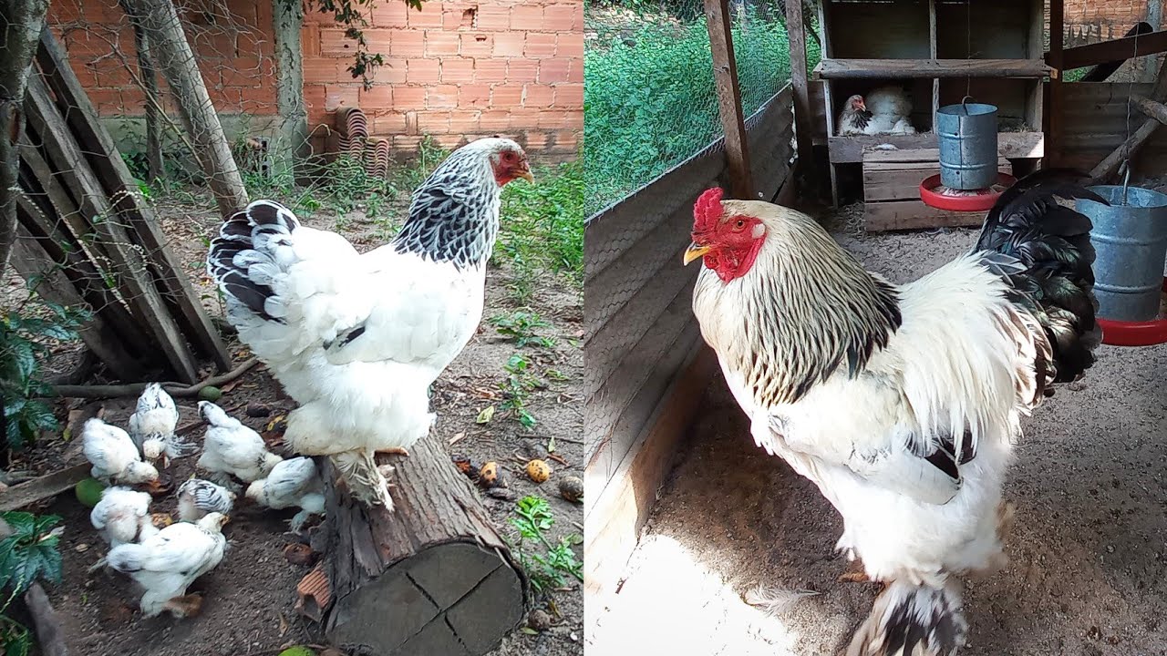 CRIAÇÃO DE BRAHMA LIGTH - Pintinhos com quase 2 meses - Seropédica RJ