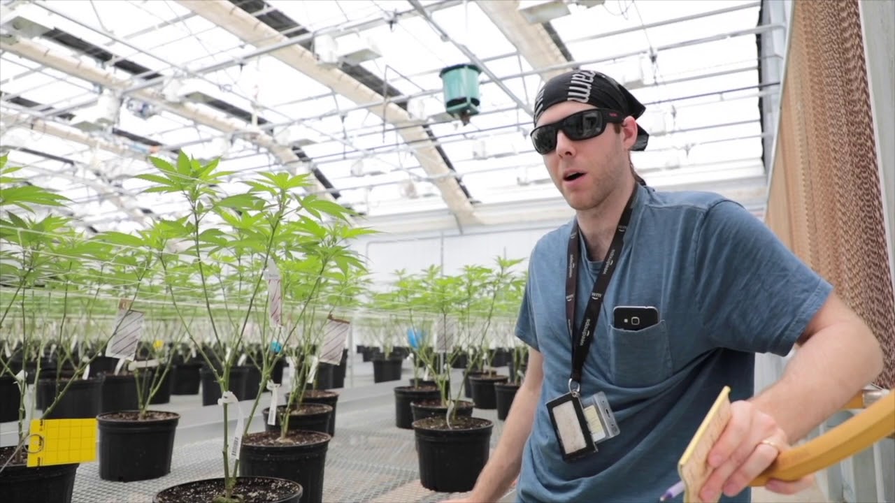 Inside PharmaCann Illinois' medical marijuana cultivation room