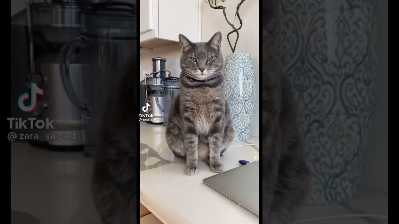 When My Cat Going Viral On Tiktok YouTube