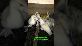 Gemoy Gemoy Anakan Rambon | Entok, Mentog, muscovy ducks, chiken duck