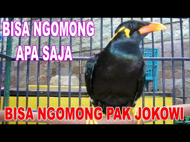 Burung Beo Paling Cerdas - Bisa ngomong Apa saja class=