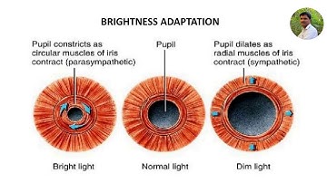 Brightness Adaptation and Discrimination VTU Online class