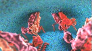 Dengue Viral Fusion Animation