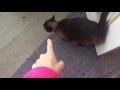 Обычные будни сиамских котэ  =^..^= СИАМСКИЕ КОШКИ