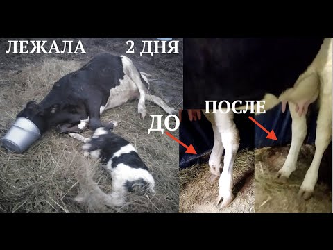 ПОДНЯЛ КОРОВУ ЛЕЖАВШУЮ 2 дня НОГИ НЕ РАЗГИБАЛИСЬ #какподнятькорову #парезукоровы