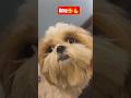 didi ko bhi hasa diya🤣🥰#dogsdaily #cutedogs#shihtzulove #doglover#petlover#dogsreels#dogofinstagram