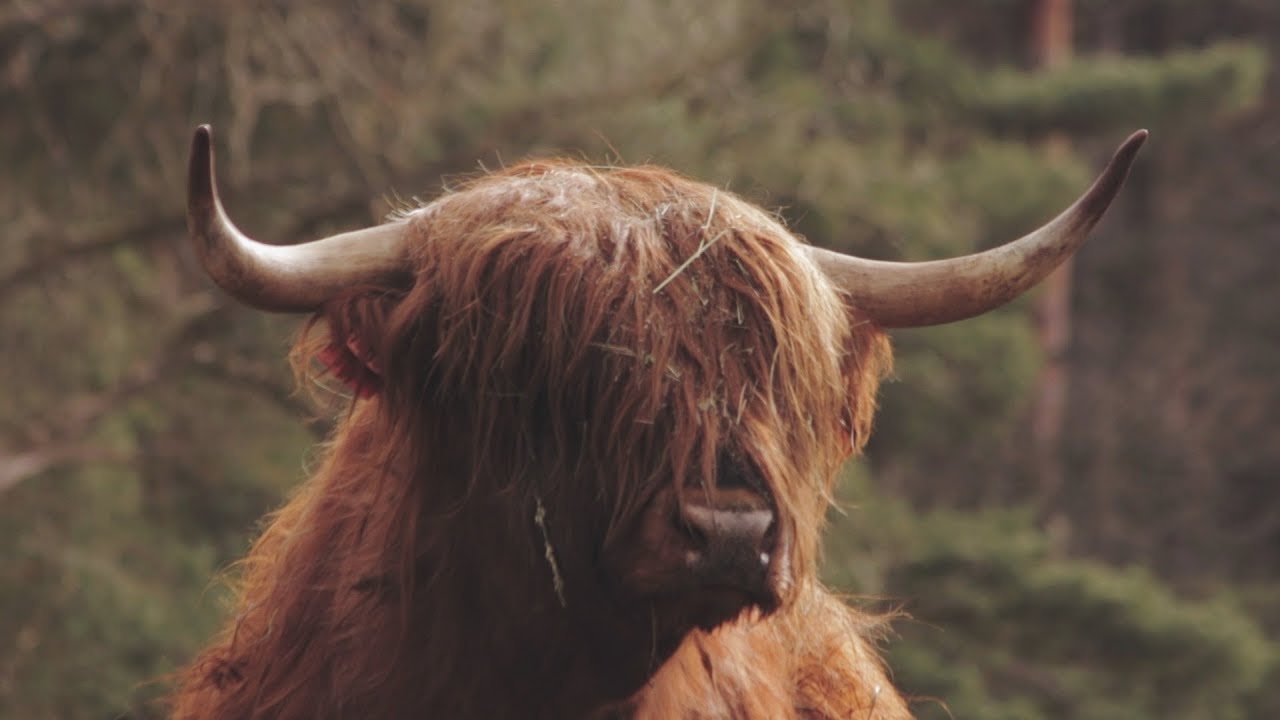 Kunclův mlýn - bio hovězí s příběhem