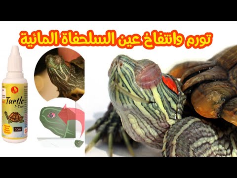 فيديو: السلاحف حمراء الأذن: الأمراض والعلاج