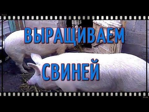 Инфографика: Бизнес-план разведение свиней