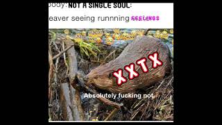 An xxTx beaver not dealing with running feelings