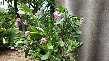 Cây dừa cạn : Công dụng chữa ung thư và cách dùng gây ngỡ ngàng - Nông Nghiệp Miền Núi TV