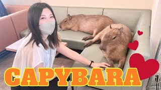 This video just to be healed by capybaras❤︎