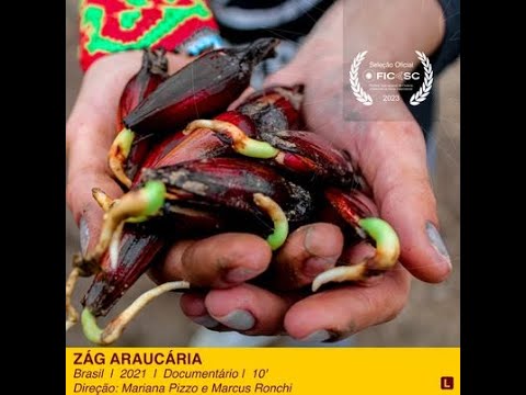 Video: Čīles Araucaria: apraksts un foto