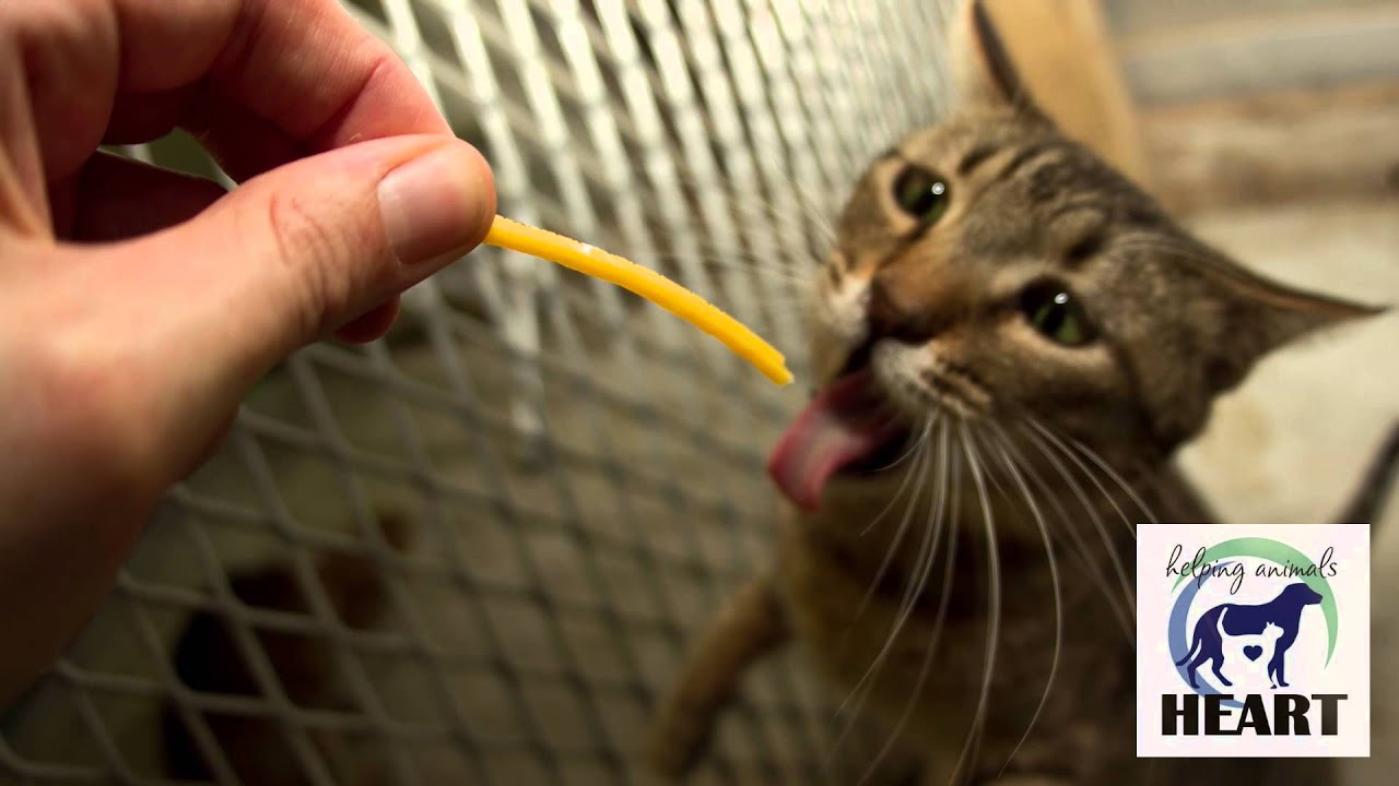 Cat adoption in Japan HEART TOKUSHIMA (NPO) YouTube