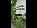 Hotel GRAND MERCURE https://youtu.be/xoFVGfTxKm0 Узнайте секреты бананов, которые удивят каждого!