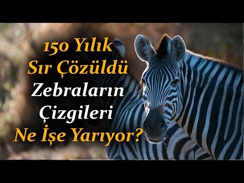 Video: Neden Zebra Çizgileri? Yeni Çalışma Garip Açıklamalar Sunuyor