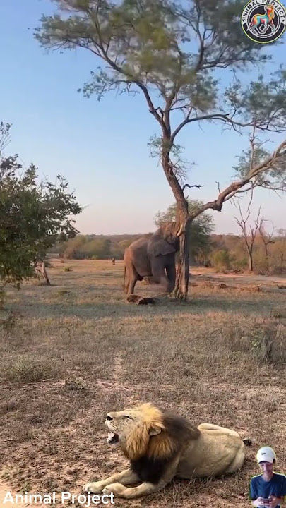 KEKUATAN GAJAH MEROBOHKAN POHON‼️SINGA CUMA BISA MELONGO #trending #shorts #animals #elephant #lion