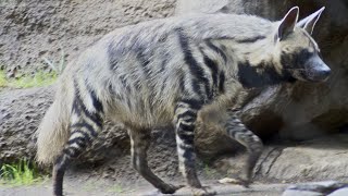 The striped hyena of north Africa (algeria )