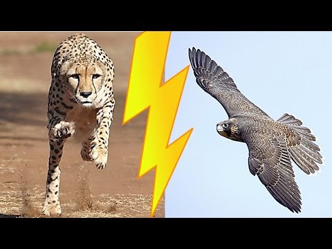 Vídeo: Qual é O Pássaro Mais Rápido Da Terra