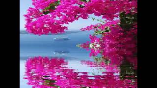 Mahir Karakoç - Evliyalar