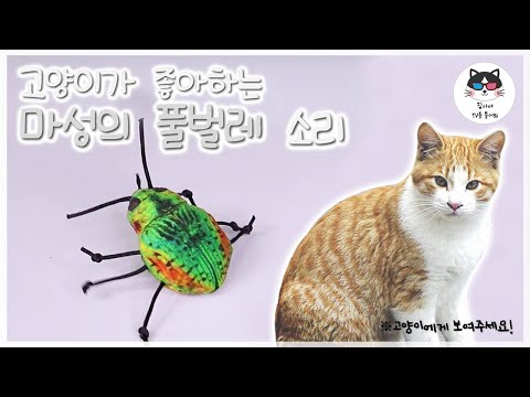 [Video for cat] Insect sound for cat! / music for cat, cat game, cat TV
