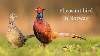 The peaceful life of wild pheasants in Stavanger, Norway