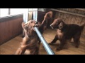 【掃除機と戦う大型犬】掃除機に敵意むき出しのアイリッシュセター Irish setter barking on a vacuum cleaner